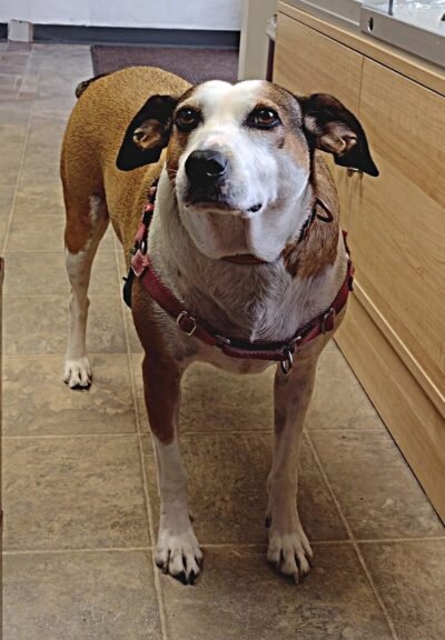 Meet Millie, our shop dog, at Seeds of Wellness