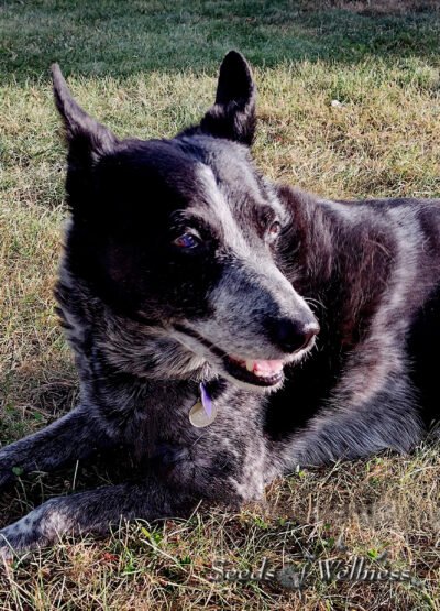 Onyx enjoying retirement at home.