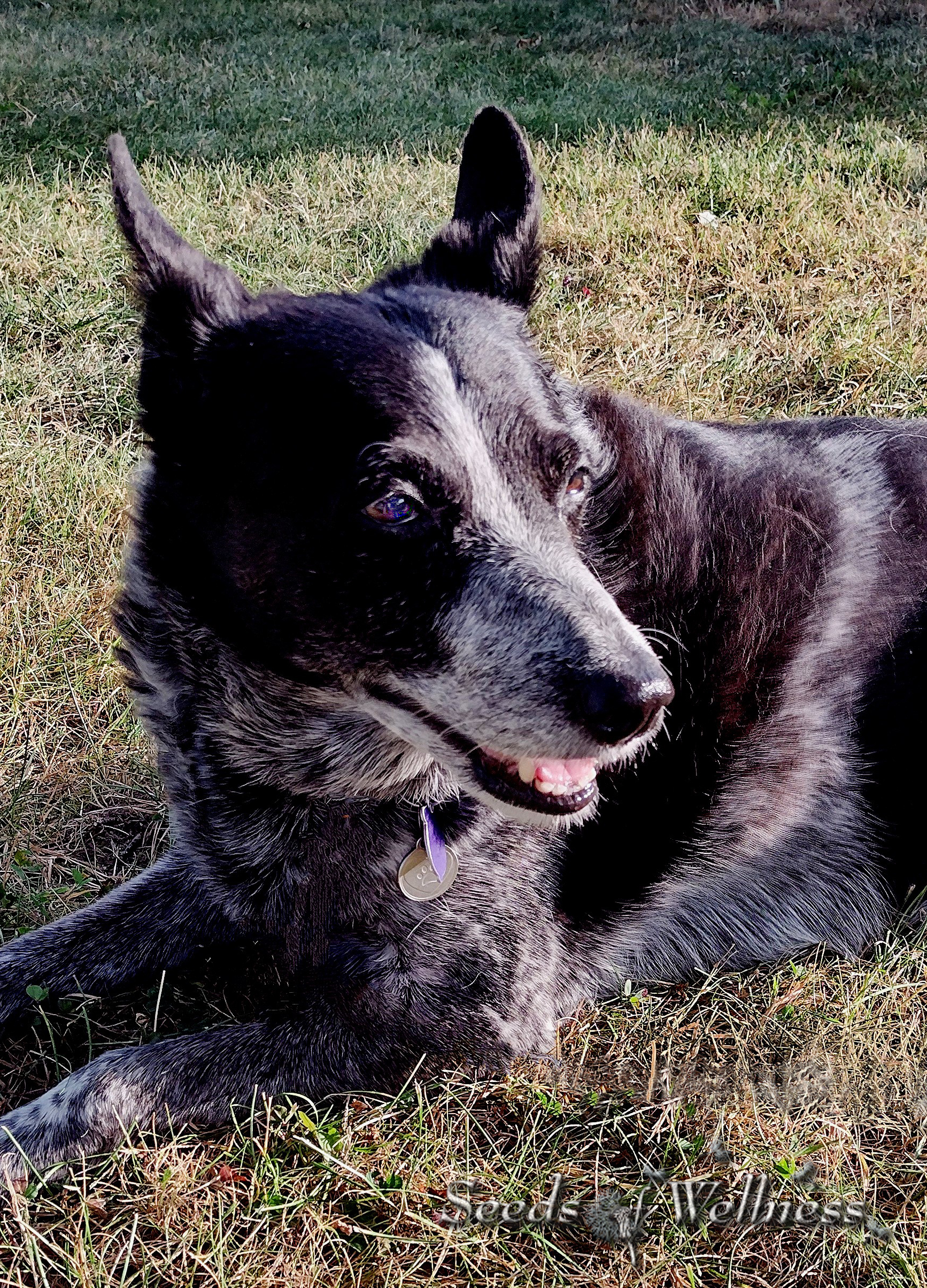 Onyx enjoying retirement at home.
